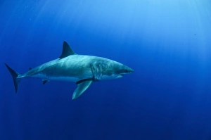 Female Great White Shark, Guadalupe Island, Mexico Female Great White Shark, Guadalupe Island, Mexico