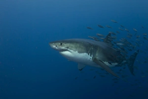 Female great white shark with a school of bait fish Female great white shark with a school of bait fish