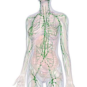 Female Lymphatic System Print, Front View on White Background