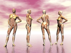 Female muscular system from four points of view Female muscular system from four points of view