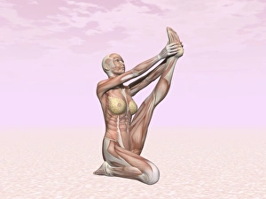 Female musculature performing heron yoga pose Female musculature performing heron yoga pose