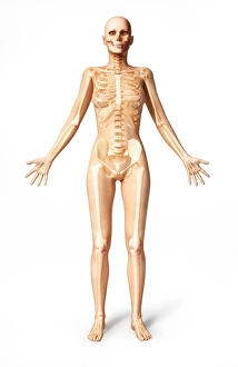 Female standing, with skeletal bones superimposed, front view Female standing, with skeletal bones superimposed, front view