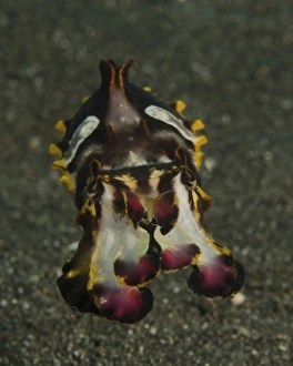 Flamboyant cuttlefish, Lembeh Strait, Indonesia Flamboyant cuttlefish, Lembeh Strait, Indonesia