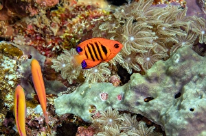 Tropical Reef Fish Prints: Flame angelfish, Centropyge loricula