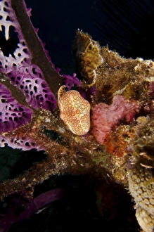 Flamingo tongue snail on coral, Key Largo, Florida Flamingo tongue snail on coral, Key Largo, Florida