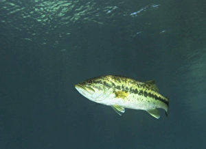 A Florida Largemouth Bass in the clear waters of Rainbow River, Florida A Florida Largemouth Bass in the clear waters of Rainbow River, Florida