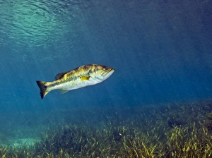 A Florida Largemouth Bass swims over the grassy river bottom A Florida Largemouth Bass swims over the grassy river bottom