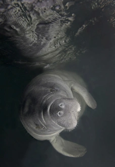 A Florida Manatee in the warm waters of Kings Bay, Florida A Florida Manatee in the warm waters of Kings Bay, Florida