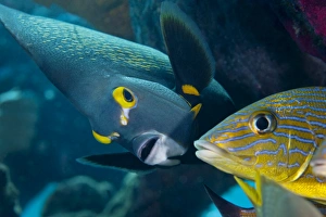A French Angelfish swims up close to a Blue Striped Grunt A French Angelfish swims up close to a Blue Striped Grunt