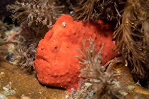 Tropical Ocean Life Prints: Frogfish in the Philippines