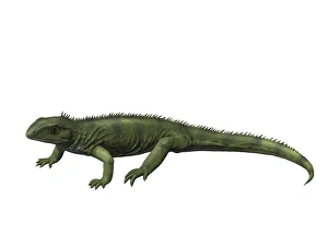 Gephyrosaurus is an extinct animal from the Early Jurassic period Gephyrosaurus is an extinct animal from the Early Jurassic period