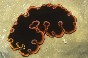 Animal Themes Stock Photos Prints: Glorious flatworm (Pseudobiceros gloriosus)