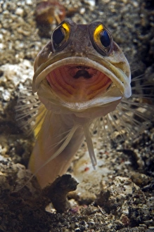 Gold-speck jawfish mouth wide open, North Sulawesi, Indonesia Gold-speck jawfish mouth wide open, North Sulawesi, Indonesia