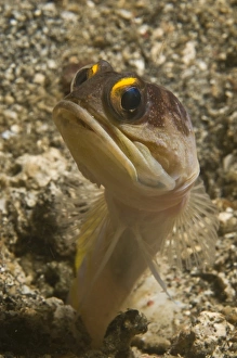 Gold-speck jawfish pouting, North Sulawesi, Indonesia Gold-speck jawfish pouting, North Sulawesi, Indonesia