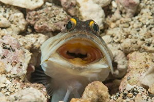 Gold-specs Jawfish in its hole with mouth open, Philippines Gold-specs Jawfish in its hole with mouth open, Philippines