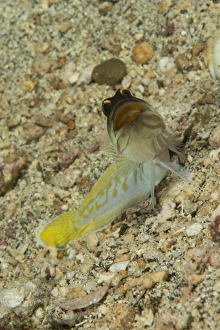 Gold-specs jawfish with mouth open in a menacing stance Gold-specs jawfish with mouth open in a menacing stance