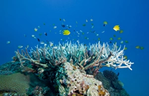Golden Damselfish swim around a coral head topped with Elkhorn Coral, Fiji Golden Damselfish swim around a coral head topped with Elkhorn Coral, Fiji