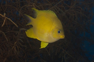 Golden damselfish swimming in soft coral, Fiji Golden damselfish swimming in soft coral, Fiji