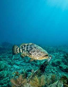 Ocean life/goliath grouper effortlessly floats shipwreck off Ocean life/goliath grouper effortlessly floats shipwreck off