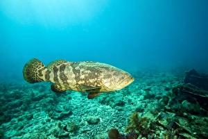 A Goliath Grouper effortlessly floats by a shipwreck off the coast Key Largo, Florida A Goliath Grouper effortlessly floats by a shipwreck off the coast Key Largo, Florida