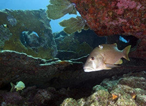 A Gray Snapper swims out from under the reef A Gray Snapper swims out from under the reef