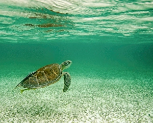 Sea Life Images Prints: Grean sea turtle with reflection in surface