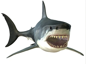 Great White Shark Great White Shark