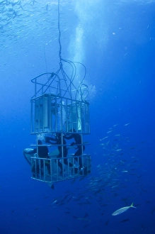 Great white shark and divers, Guadalupe Island, Mexico Great white shark and divers, Guadalupe Island, Mexico