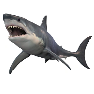 Great White Shark isolated on white background Great White Shark isolated on white background