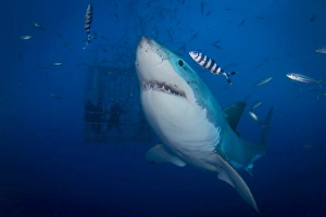 Great white shark and pilot fish, Guadalupe Island, Mexico Great white shark and pilot fish, Guadalupe Island, Mexico
