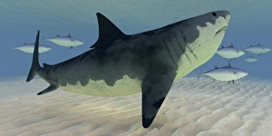 A Great White Shark amongst a school of bluefin tuna A Great White Shark amongst a school of bluefin tuna