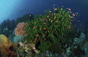 Green coral with red fish, North Sulawesi, Indonesia Green coral with red fish, North Sulawesi, Indonesia