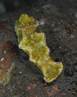 Green and purple T-bar nudibranch, Bali, Indonesia Green and purple T-bar nudibranch, Bali, Indonesia