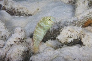 A green razorfish hovers over its hole, Bonaire, Caribbean Netherlands A green razorfish hovers over its hole, Bonaire, Caribbean Netherlands
