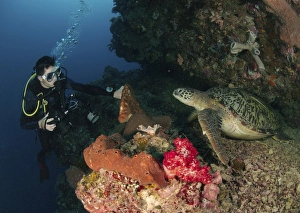 Green sea turtle and underwater photographer, North Sulawesi Green sea turtle and underwater photographer, North Sulawesi
