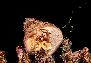 Animal Behavior Prints: A green top shell, Tectus pyramis