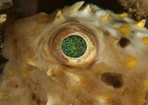 Detail of the green speckled eye of a juvenile porcupinefish Detail of the green speckled eye of a juvenile porcupinefish
