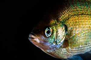 Actinopterygii Fish Prints: A green sunfish