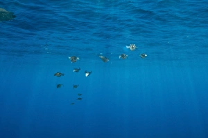Sepioteuthis Lessoniana Prints: Group of bigfin reef squid with sharp sunrays piercing the surface