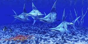 A group of Blue Marlin with two Siamese Tigerfish anda basket star A group of Blue Marlin with two Siamese Tigerfish anda basket star
