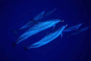 Blue Ocean Wildlife Prints: Group of Pacific spotted dolphins