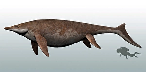Prehistoric Fish Prints: Guanlingsaurus to scale with a scuba diver for reference
