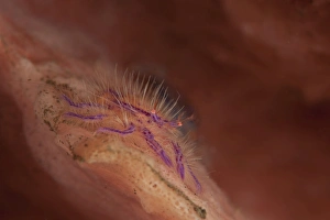 Hairy squat lobster amongst a pink and orange colored sponge, Bali Hairy squat lobster amongst a pink and orange colored sponge, Bali
