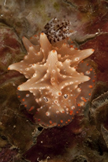 Halgerda batangas nudibranch, North Sulawesi, Indonesia Halgerda batangas nudibranch, North Sulawesi, Indonesia