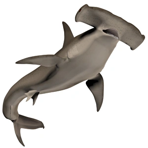 Shark Species Prints: Hammerhead Shark