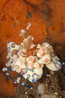 Harlequin shrimp with bright red sponge in the background, Bali Harlequin shrimp with bright red sponge in the background, Bali