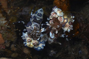 Harlequin shrimp feeding on the arm of an orange starfish, Bali, Indonesia Harlequin shrimp feeding on the arm of an orange starfish, Bali, Indonesia
