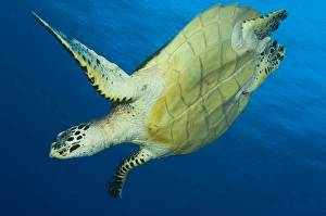 Hawksbill turtle in the diving position, Papua New Guinea Hawksbill turtle in the diving position, Papua New Guinea