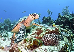 Hawksbill Turtle feeding on sponge in Caribbean Sea, Mexico Hawksbill Turtle feeding on sponge in Caribbean Sea, Mexico