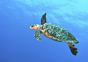 Hawksbill Turtle swimming in midwater in Caribbean Sea, Mexico Hawksbill Turtle swimming in midwater in Caribbean Sea, Mexico